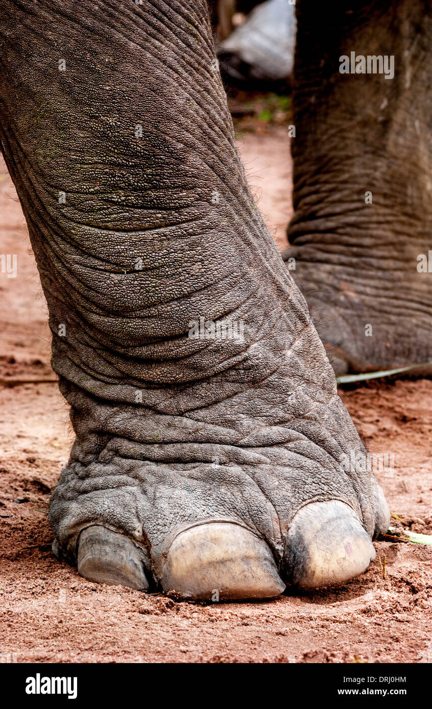Elephant foot Stock Photo