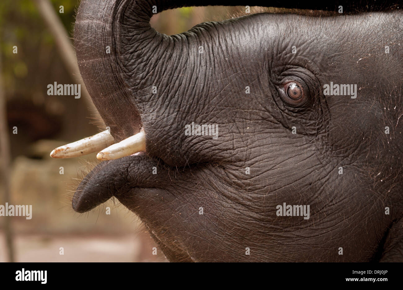Elephant Trumpeting Stock Photos & Elephant Trumpeting Stock Images Alamy