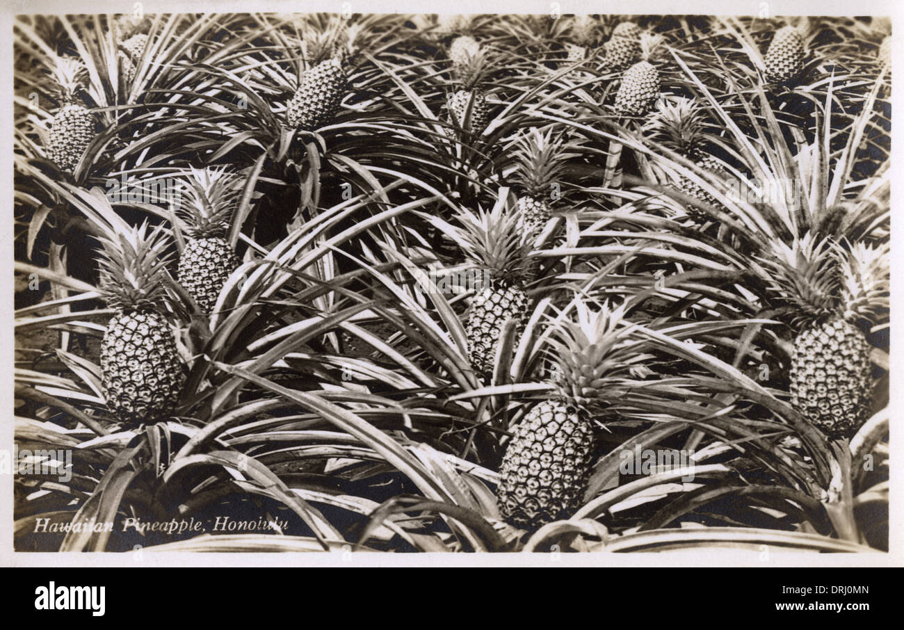 Hawaiian Pineapples Honolulu, Hawaii, USA Stock Photo Alamy