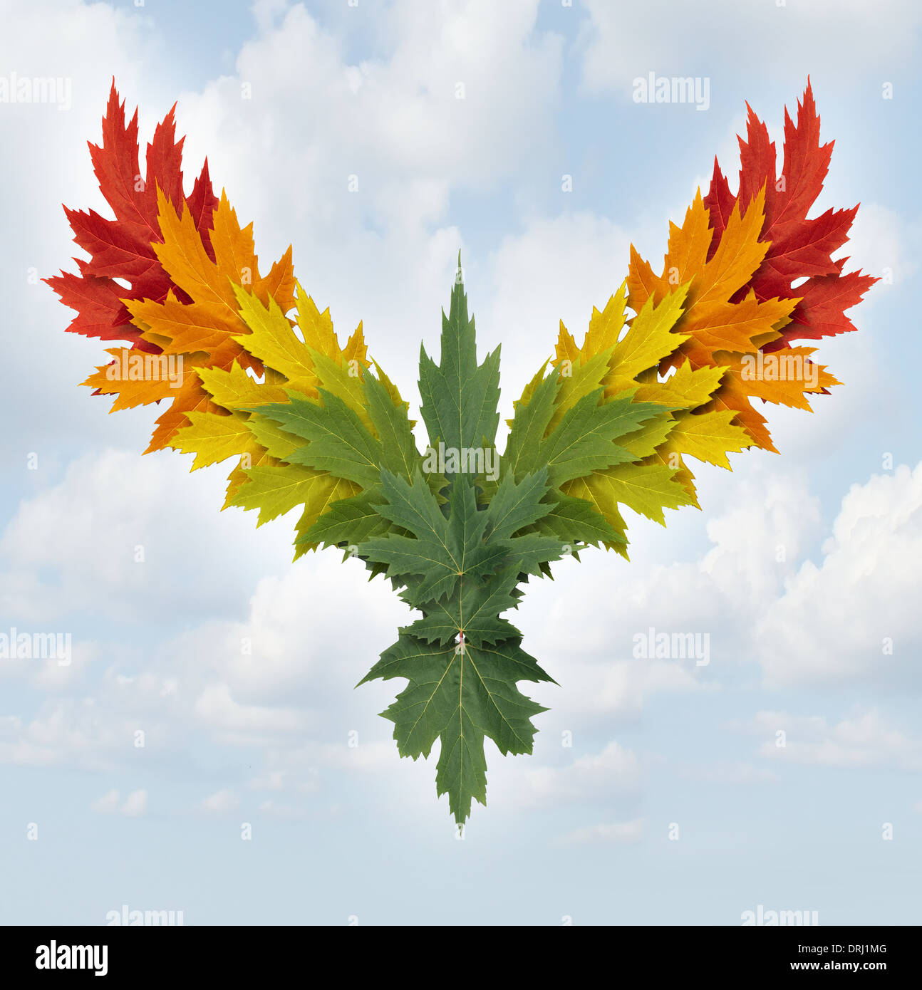 Wings of nature symbol as tree leaves with different colors shaped as a flying majestic bird as a metaphor for success growth and freedom in business and environment conservation issues. Stock Photo