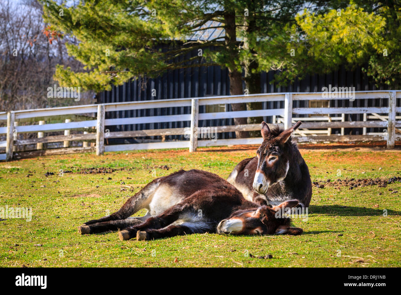 Two donkeys lay on the ground on a farm Stock Photo Alamy