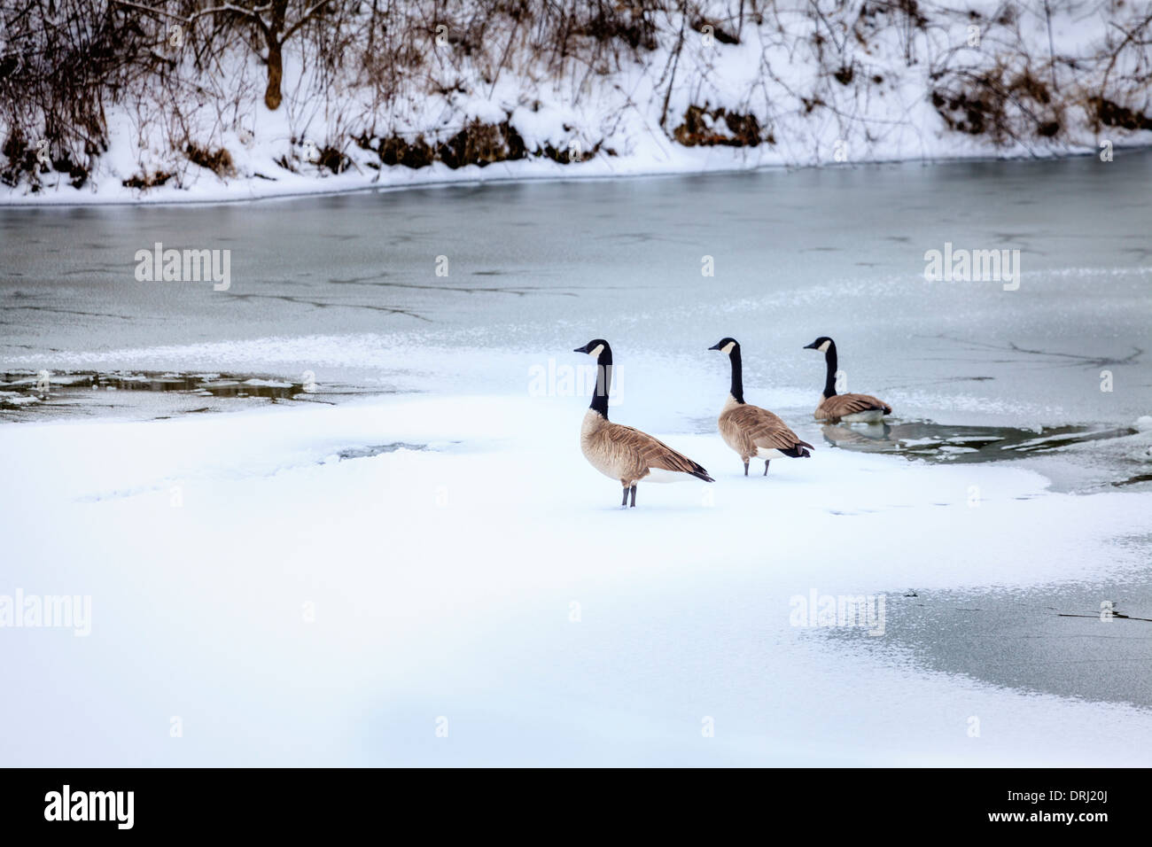 Canadian geese on a lake in Central Kentucky in winter Stock Photo