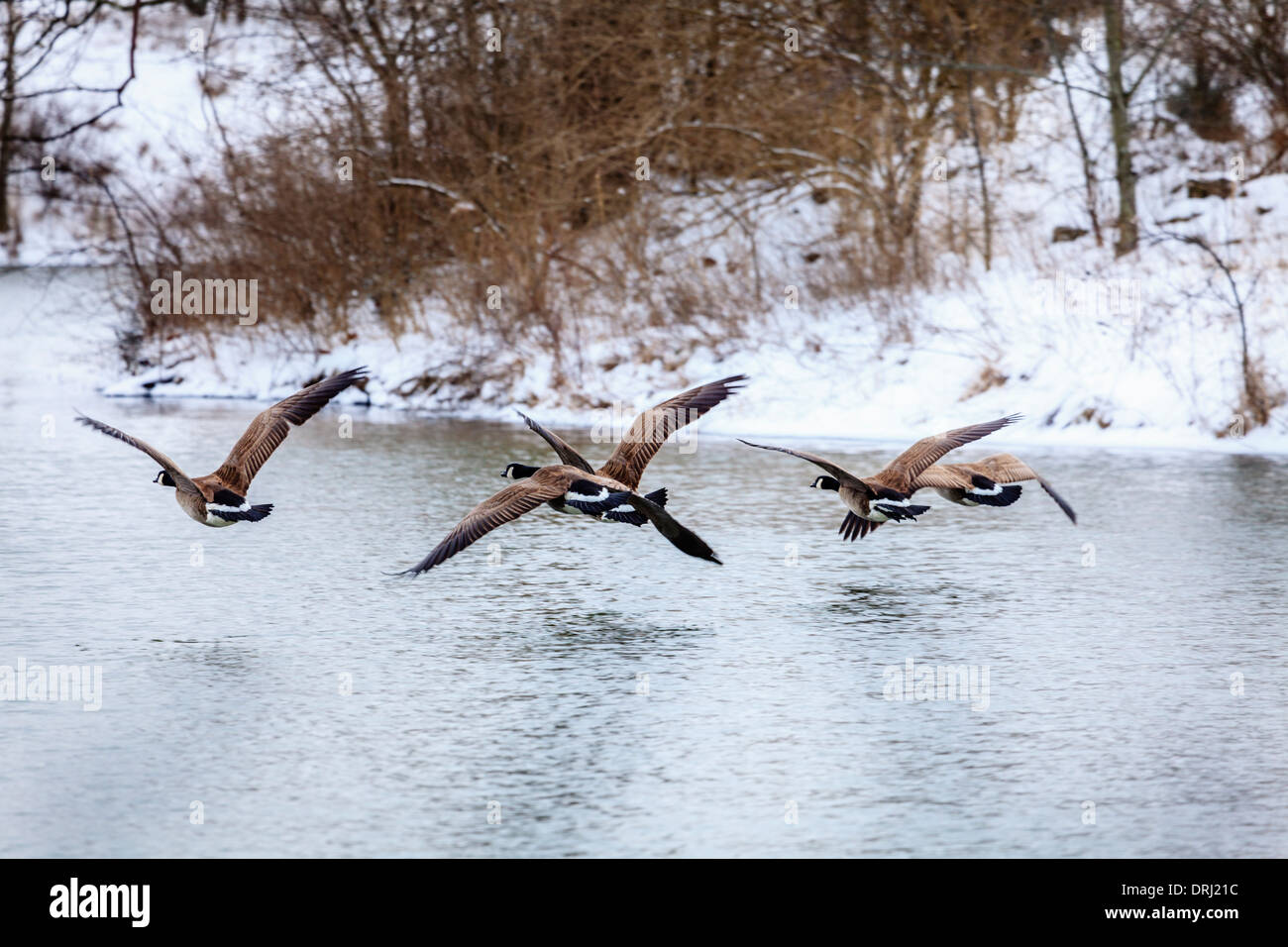 Canadian geese flying over a lake in Central Kentucky in winter Stock Photo