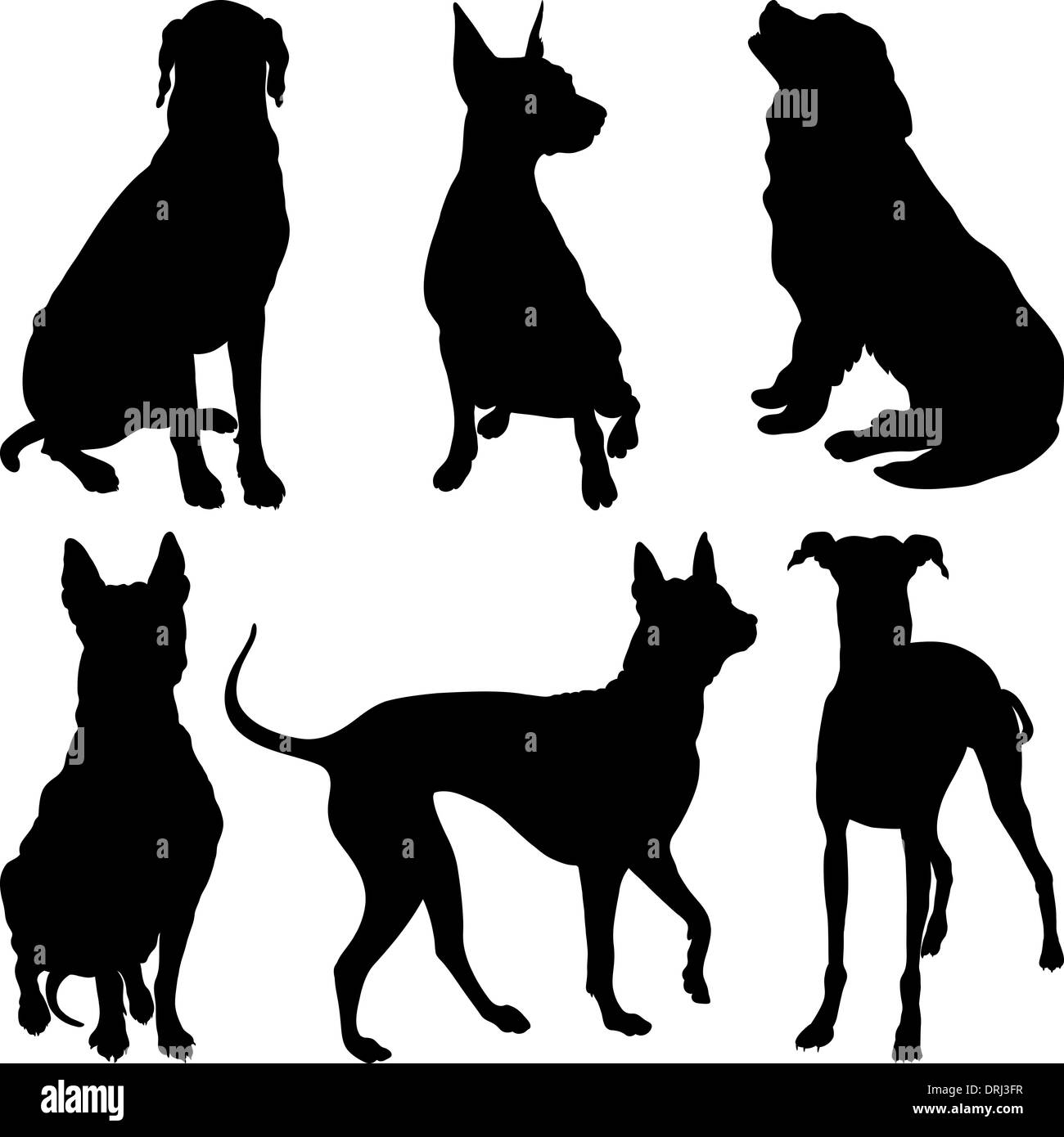 set of silhouettes of dogs pinscher, ridgeback hound, pointer, Newfoundland, Dalmatians breed in various poses Stock Photo