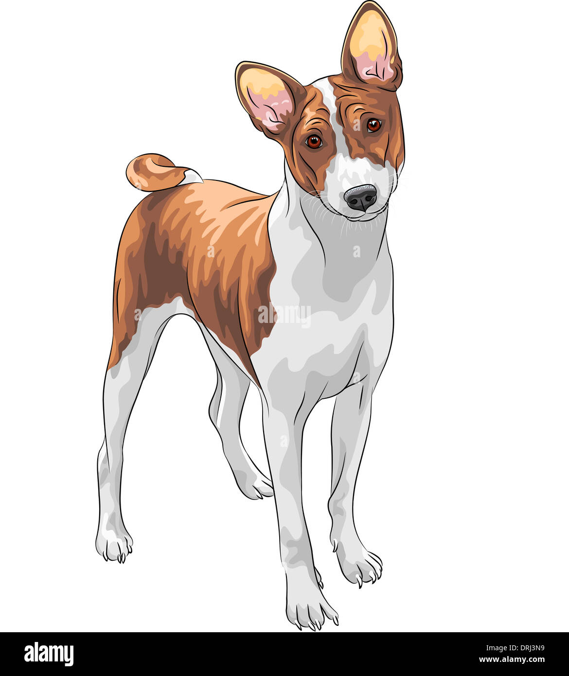 color sketch of the hunting dog Basenji breed Stock Photo