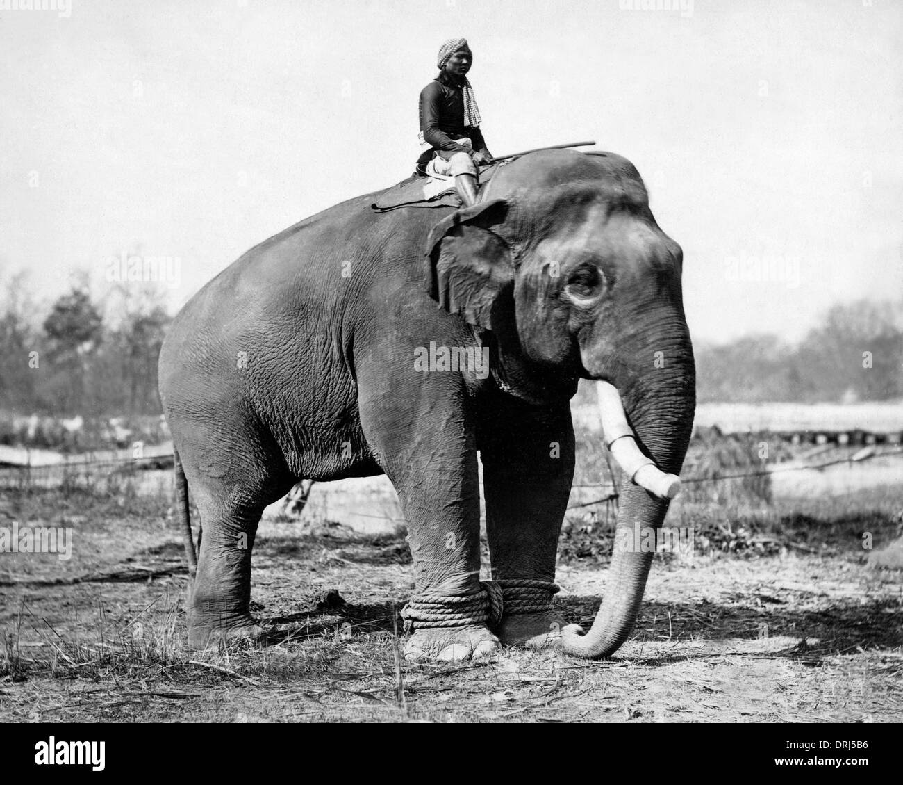 Working Elephant With Rider India Stock Photo Alamy