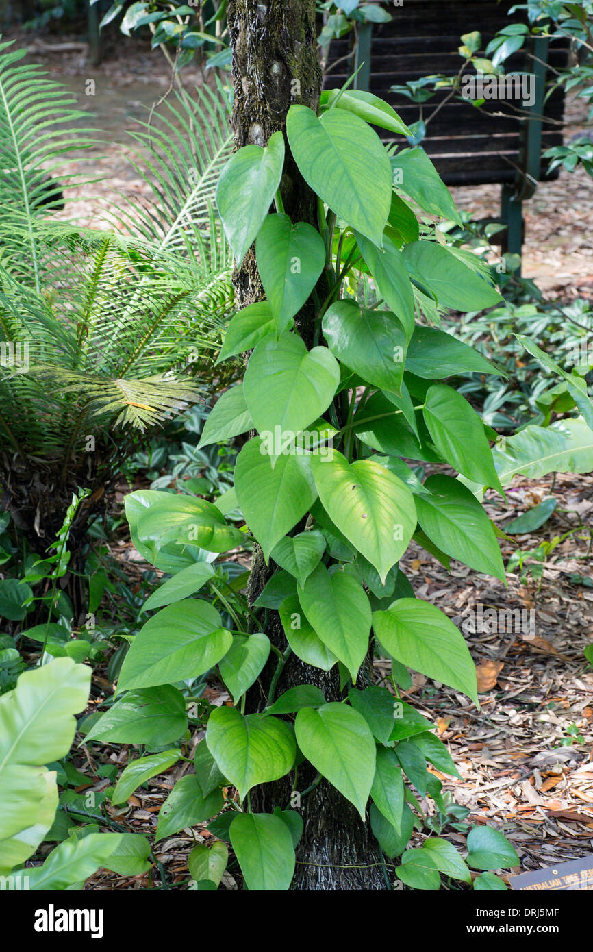 Closeup of Australian Tree Fern, Sphaeropteris cooperi cyatheaceae from Australia Stock Photo