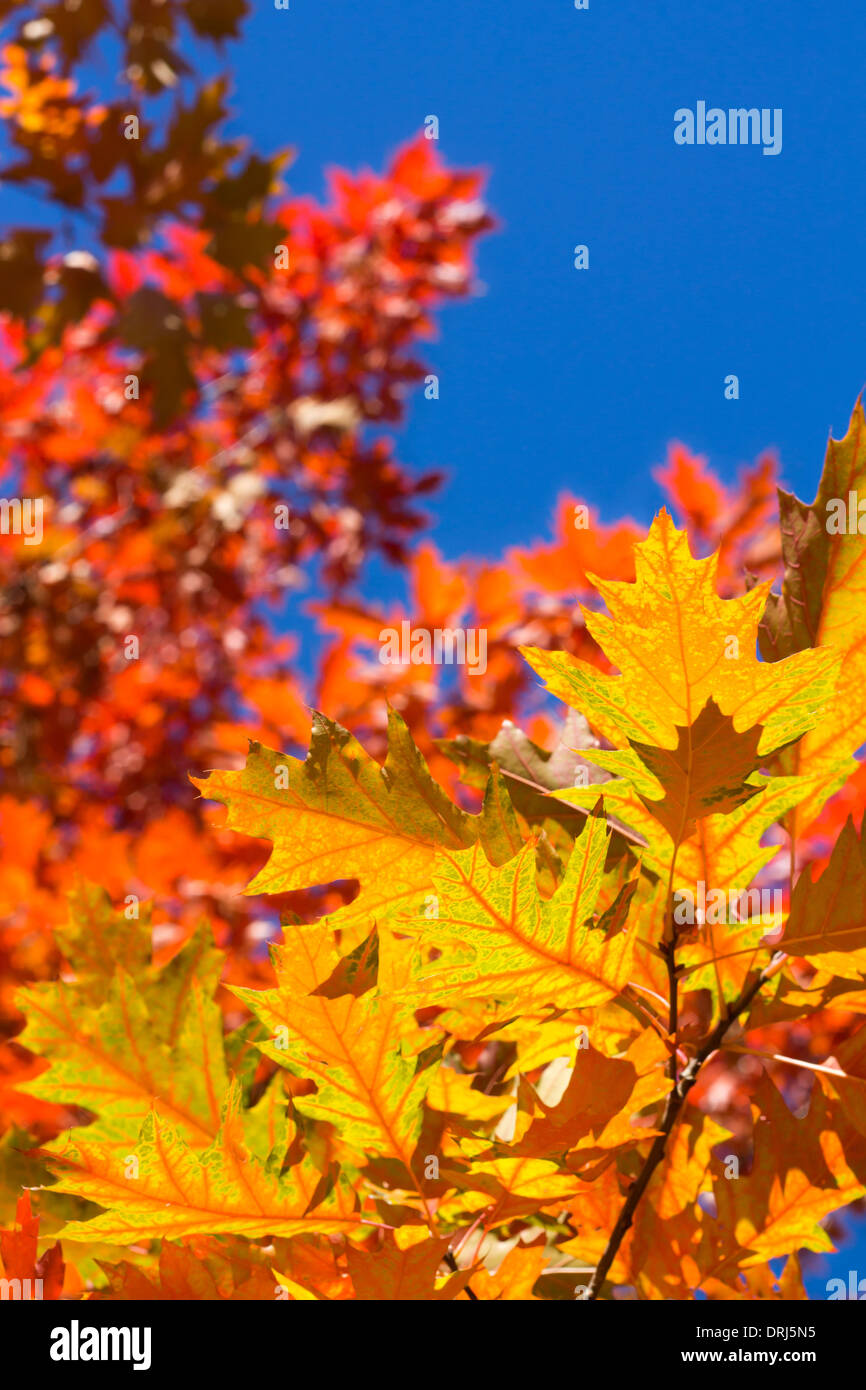 Colorful autumn oak leaves hi-res stock photography and images - Alamy