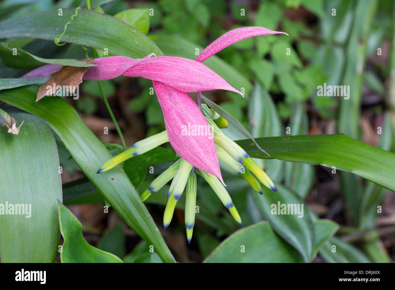 Closeup of Billbergia nutans (Queen's-Tears) an epiphytic bromeliad native from Brazil, Uruguay, and Argentina Stock Photo