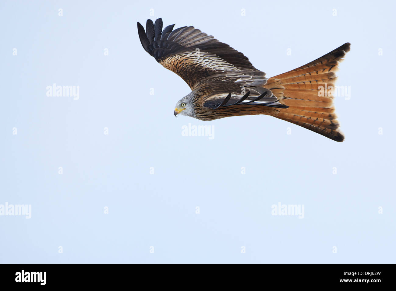 Red Kite in flight 2 Stock Photo