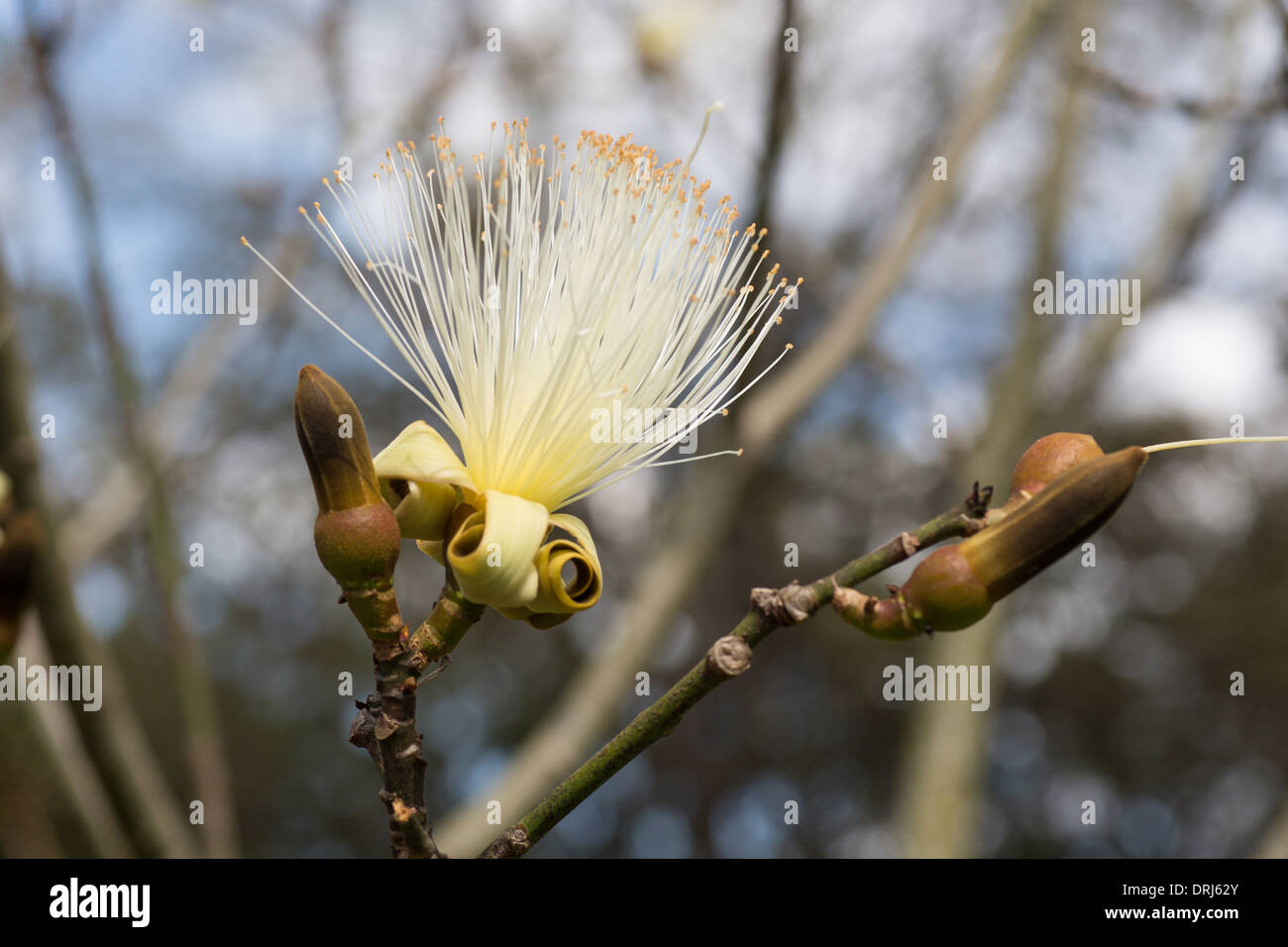 Closeup of blossom on Shaving Brush Tree Pseudobombax ellipticum from Mexico Stock Photo