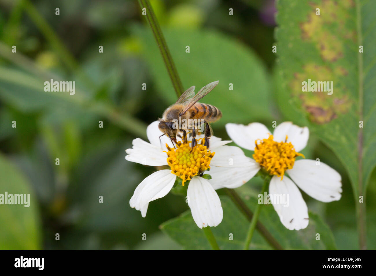 Closeup of honeybee pollinating white flower Stock Photo