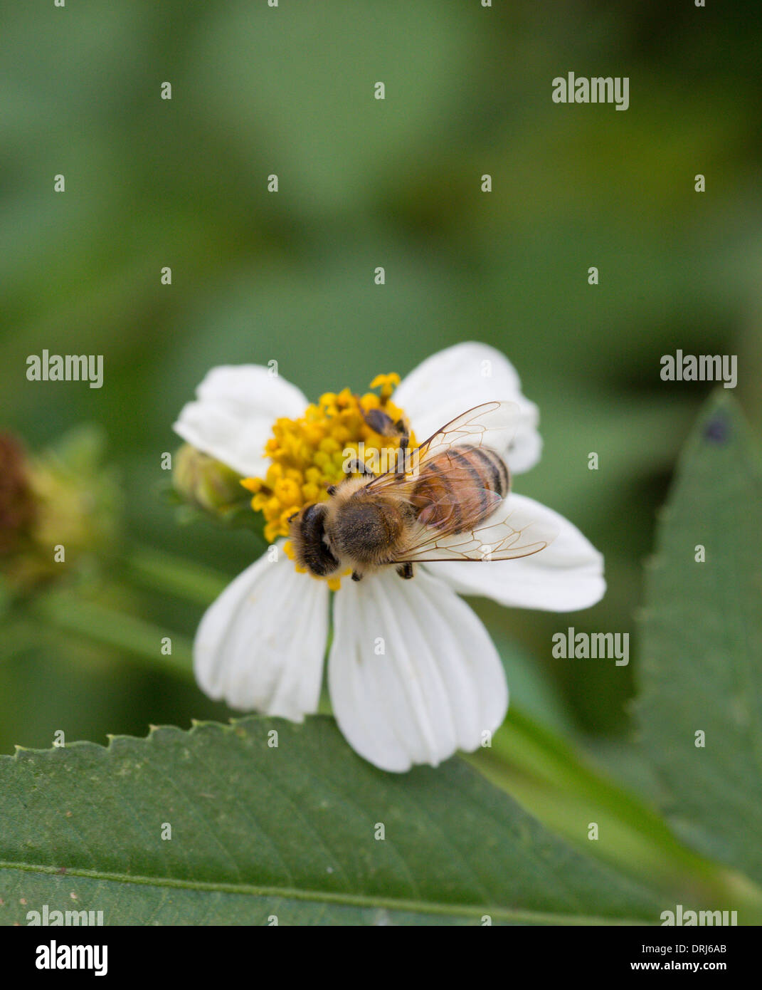 Closeup of honeybee pollinating white flower Stock Photo