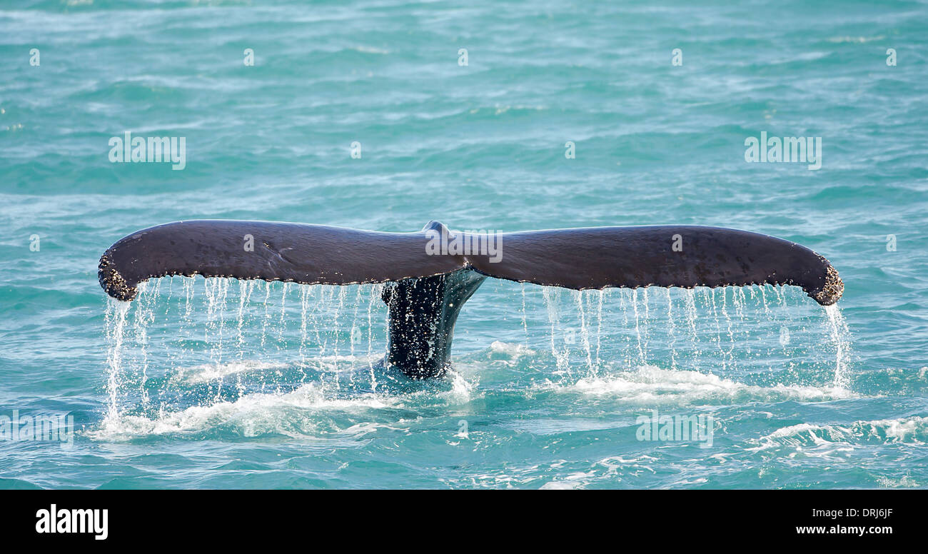 Buckelwal taucht ab, megaptera novaeangliae / humpback whale diving, megaptera novaeangliae Stock Photo