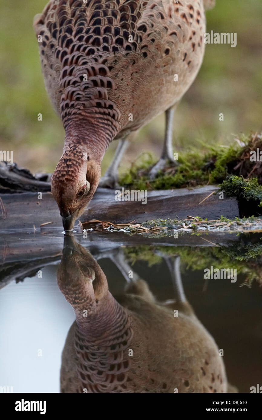 Pheasant, Phasianus colchicus, drinking from a pond, East Yorkshire, UK Stock Photo