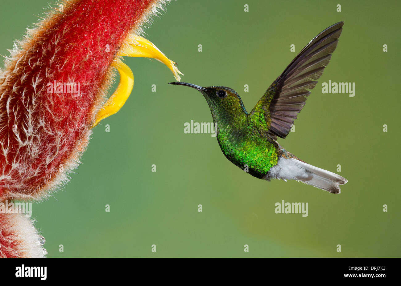 Coppery-Headed emerald hummingbird Stock Photo