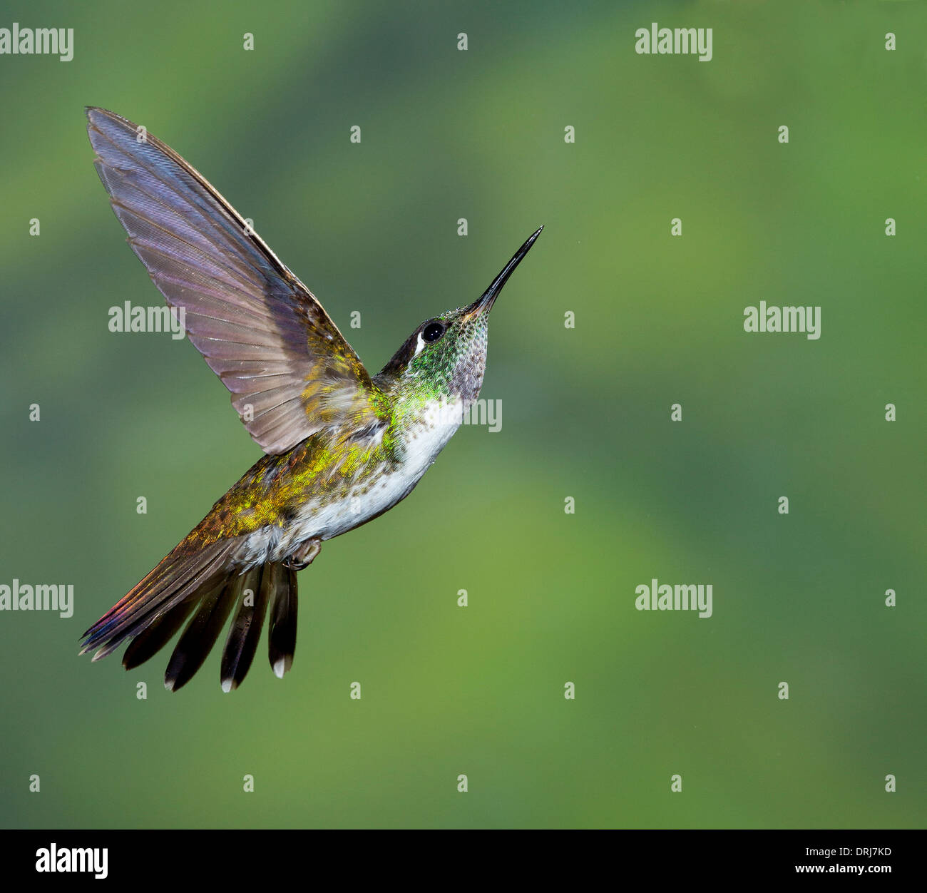 Green-Crowned Brilliant hummingbird Stock Photo