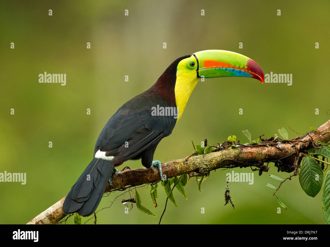 Keel-billed Toucan Stock Photo