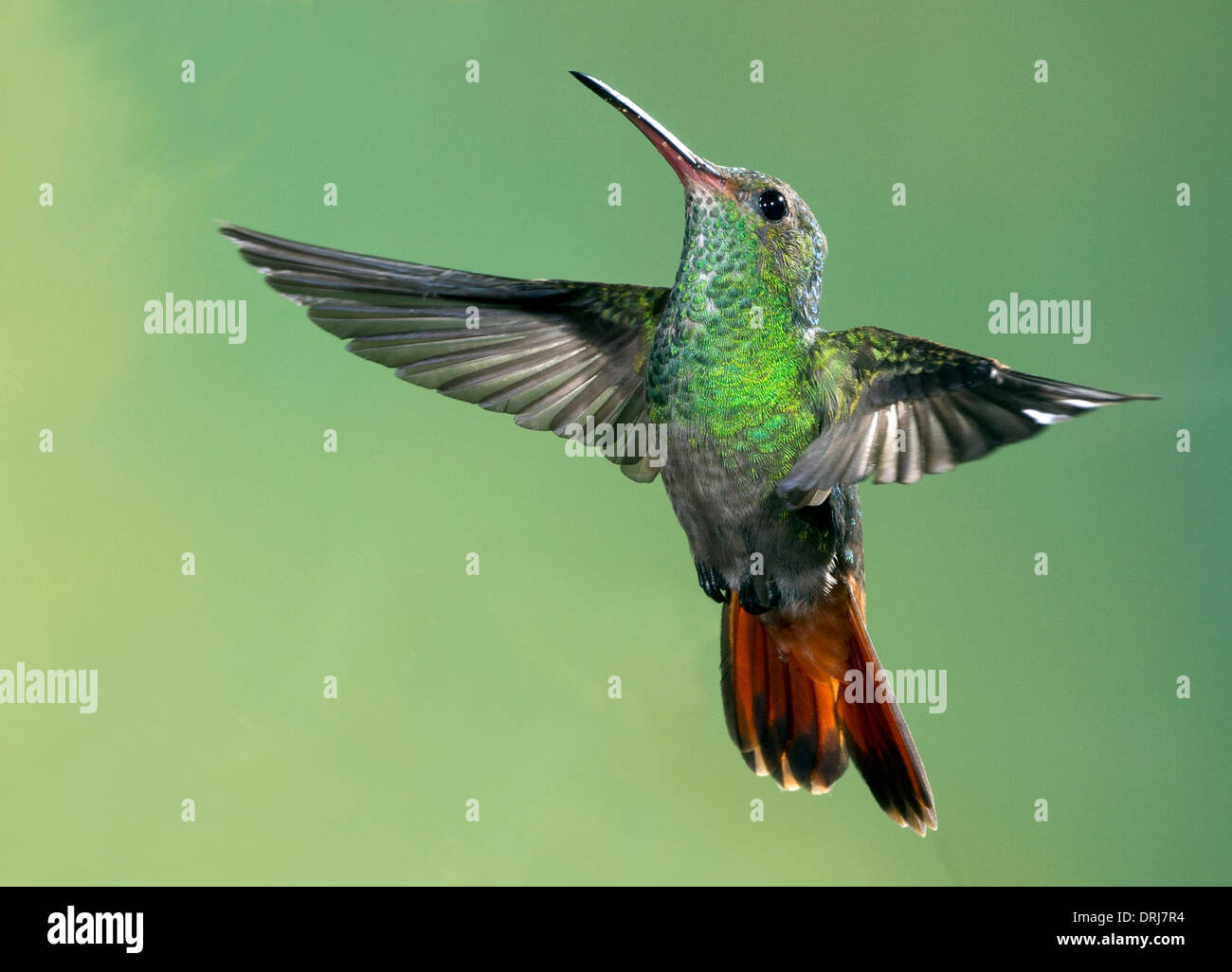 Rufous-tailed hummingbird Stock Photo
