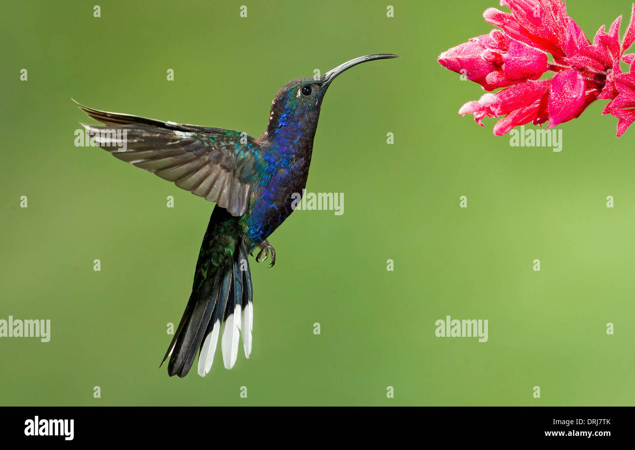 Violet Sabrewing hummingbird Stock Photo