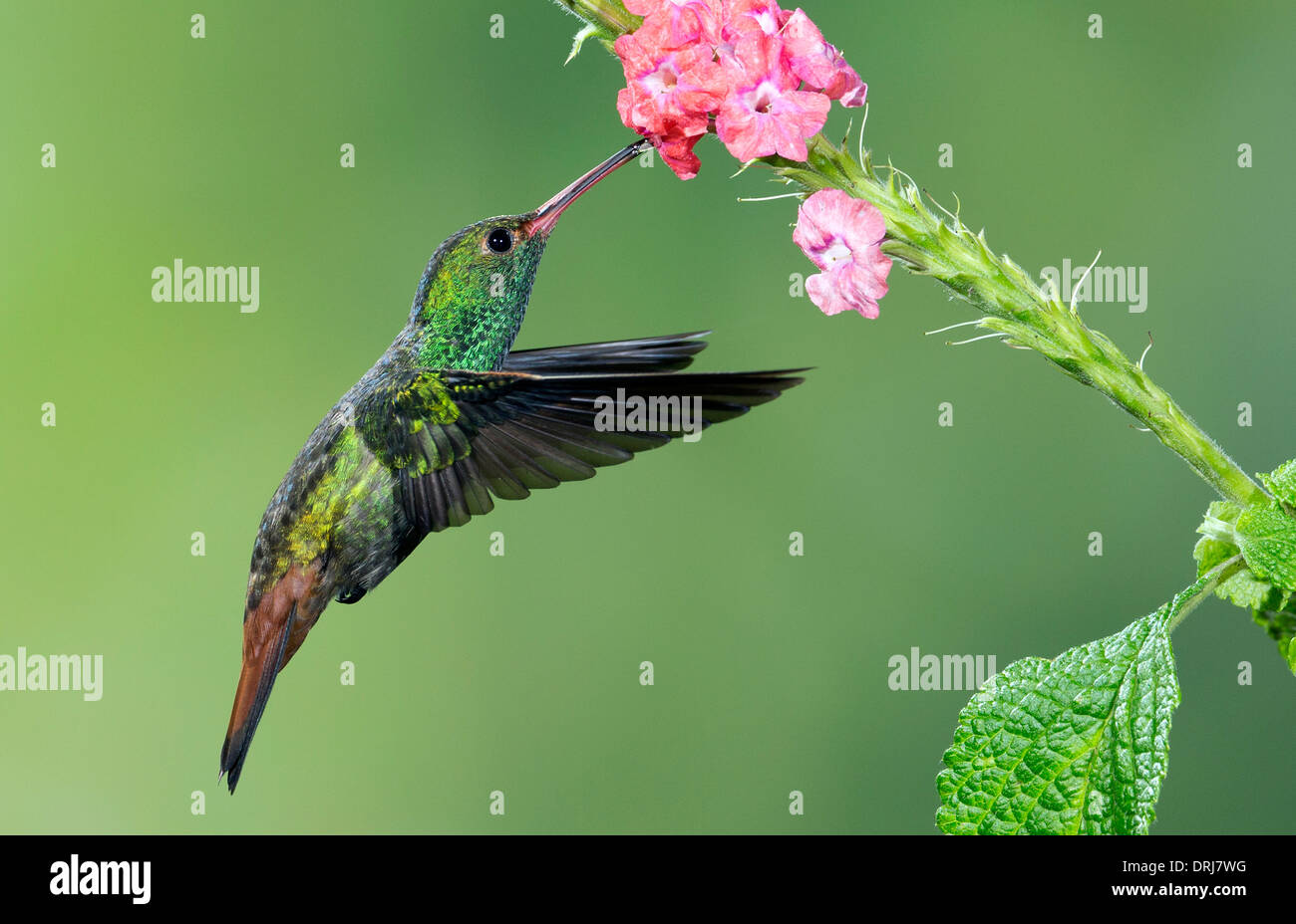Rufous-tailed Hummingbird Stock Photo