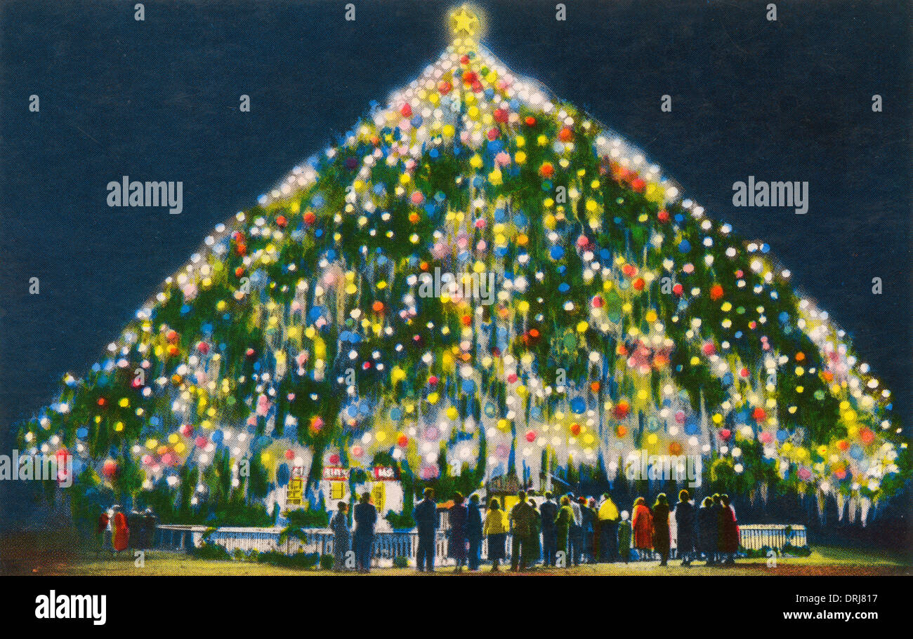 Livimg Christmas Ytee 2022 Wilmington Nc Hundred Year Old Oak Tree High Resolution Stock Photography And Images -  Alamy