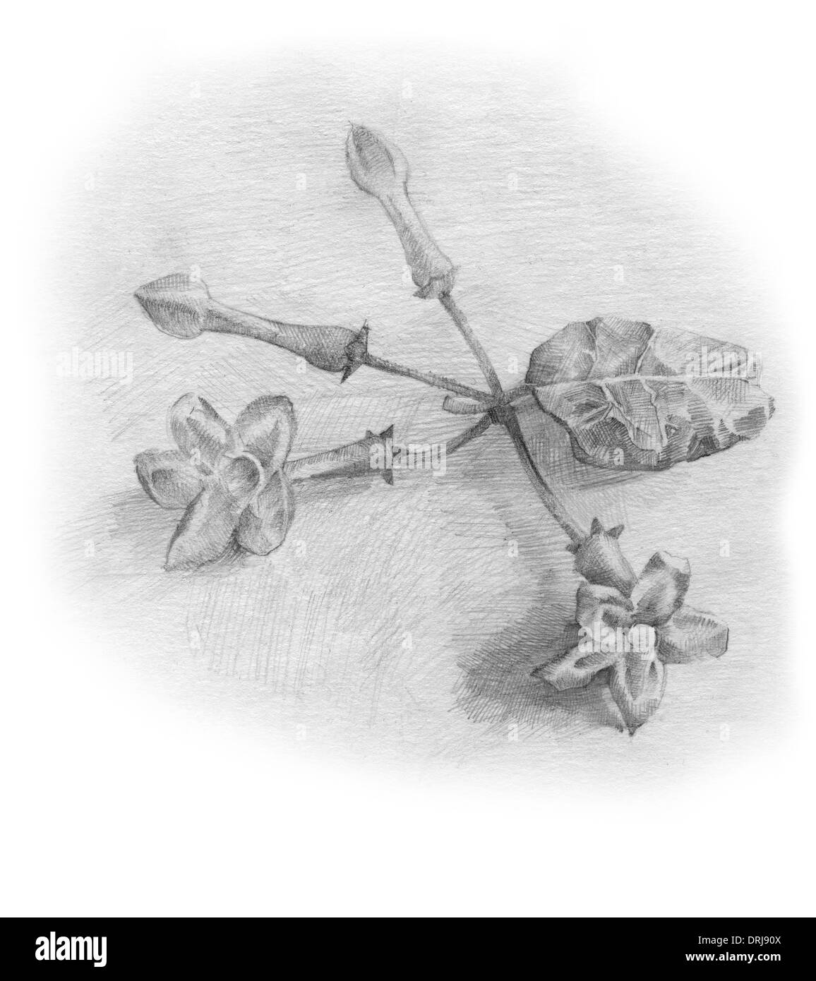 drawing, pencil,Phlox (Latin Phlox) - genus of herbaceous plants blossoming family Sinyuhovye (Polemoniaceae) Stock Photo