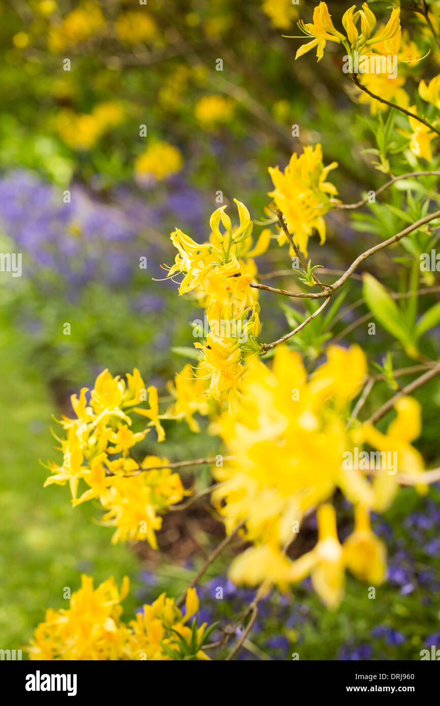Yellow azalea flowers, rhododendron luteum Stock Photo