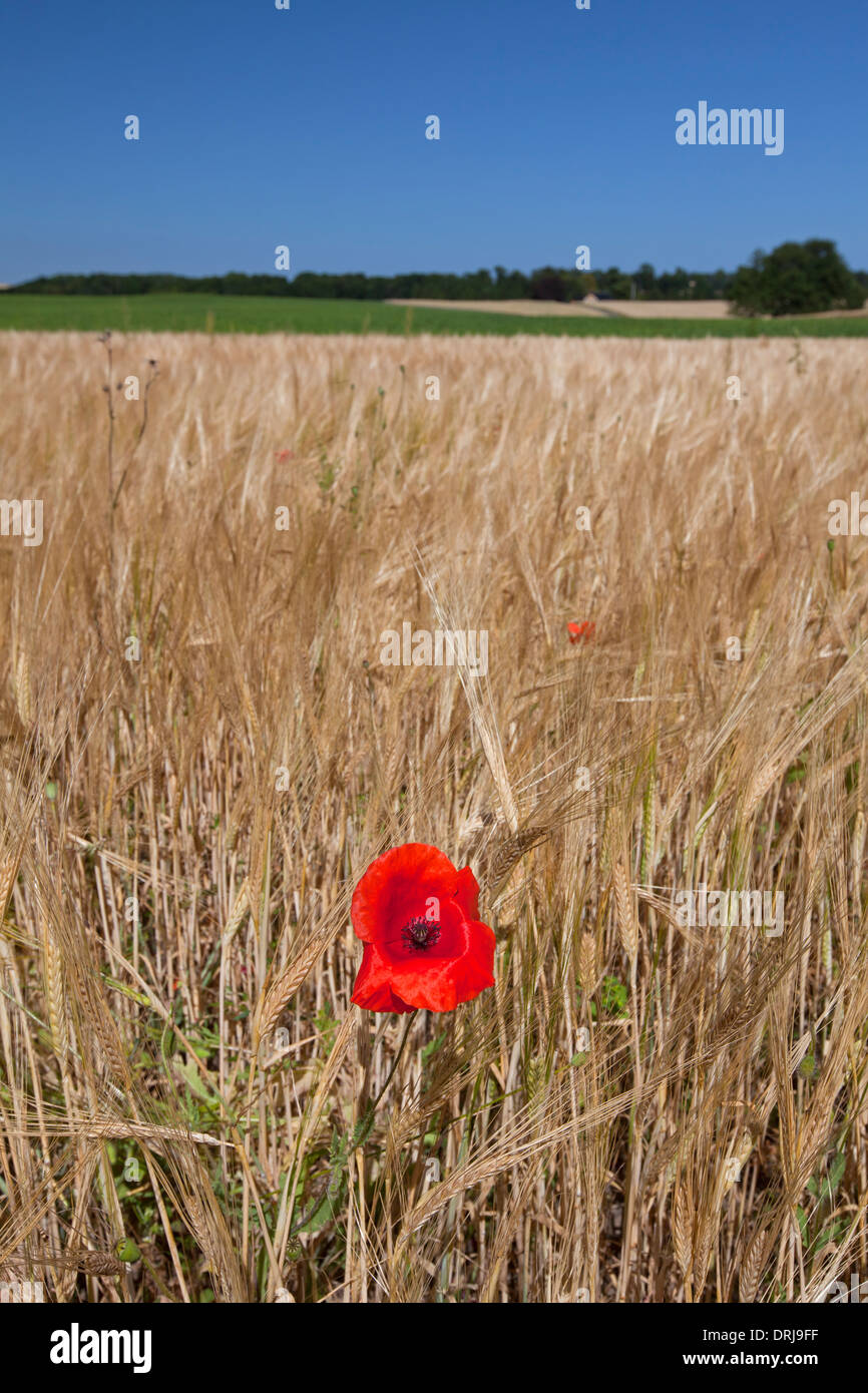 Rural landscape showing red common poppy / field poppies (Papaver rhoeas) flowering in cornfield on farmland in summer Stock Photo