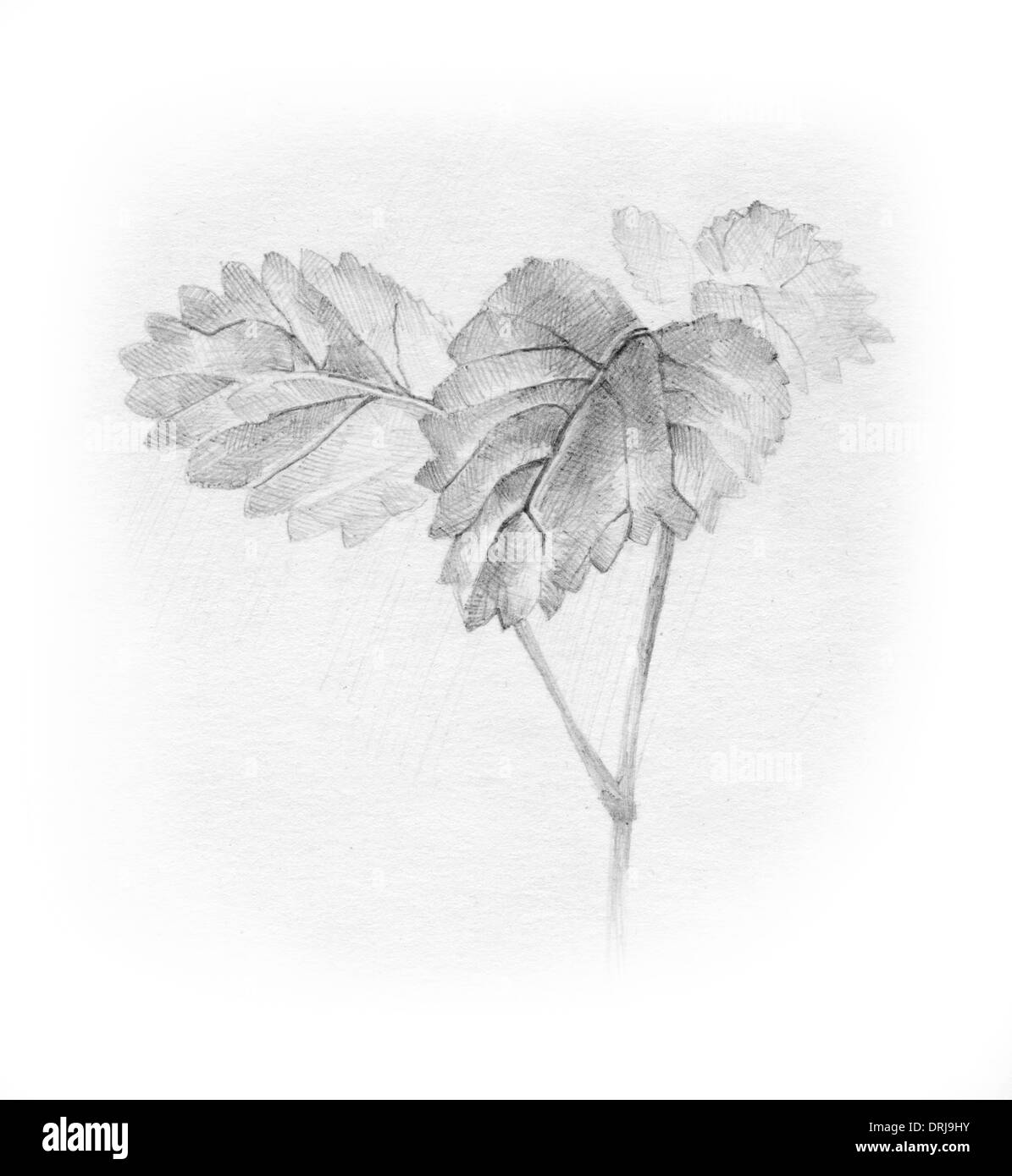 pencil drawing leaf Stock Illustration  Adobe Stock