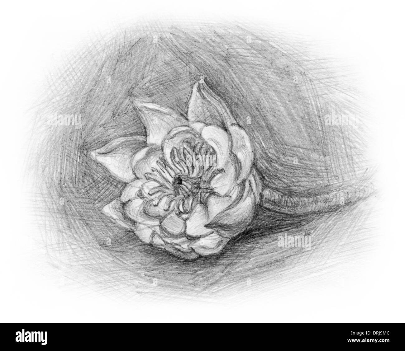 Waterlily (Latin Nymphaéa) - genus of aquatic plants in the family Nymphaeaceae (Nymphaeaceae),drawing, pencil Stock Photo
