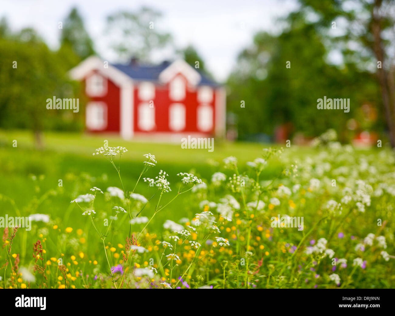 Field with flower and a blurred Swedish house in background.Umea,Sweden Stock Photo