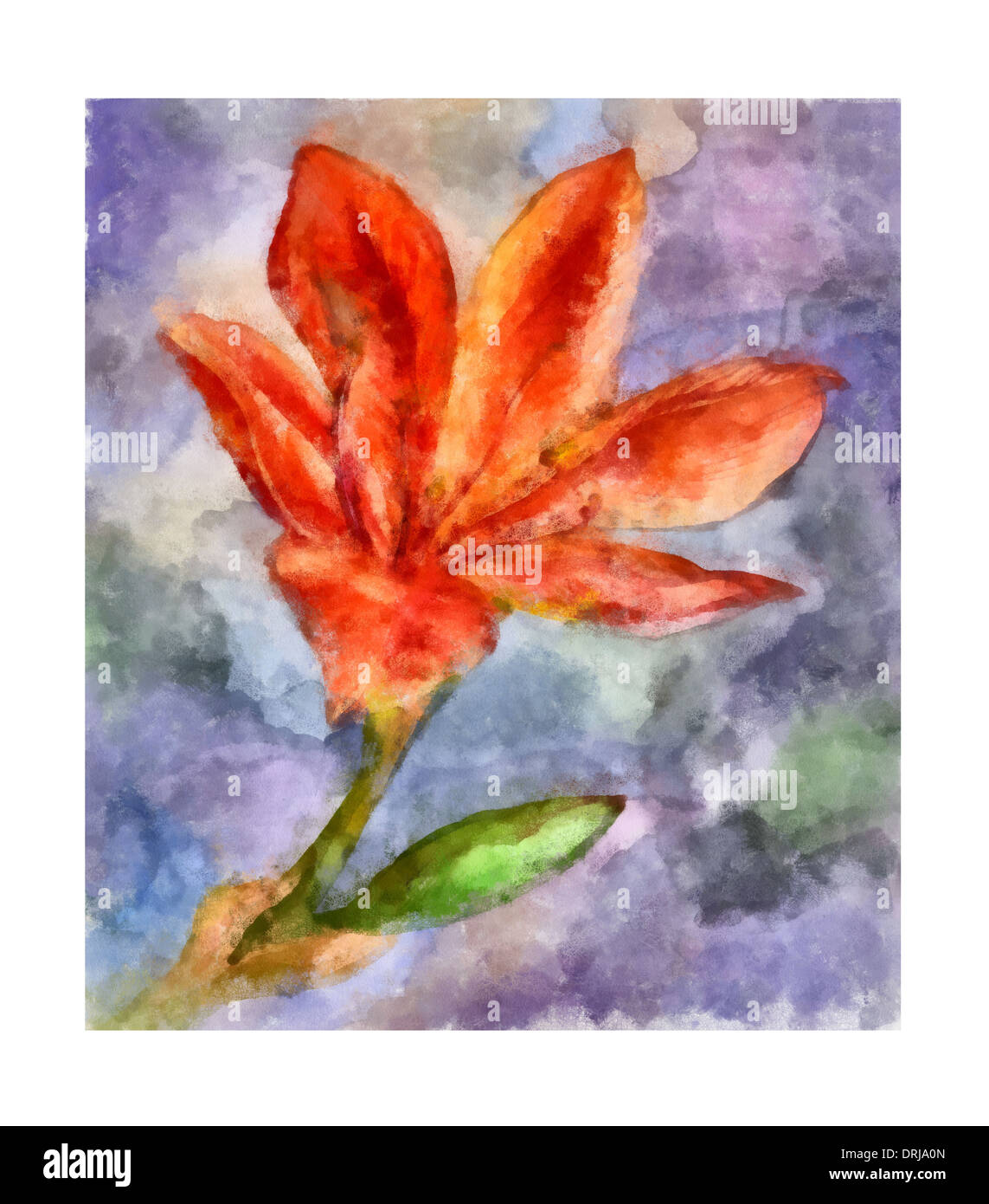 Latin lilium Cut Out Stock Images & Pictures Alamy