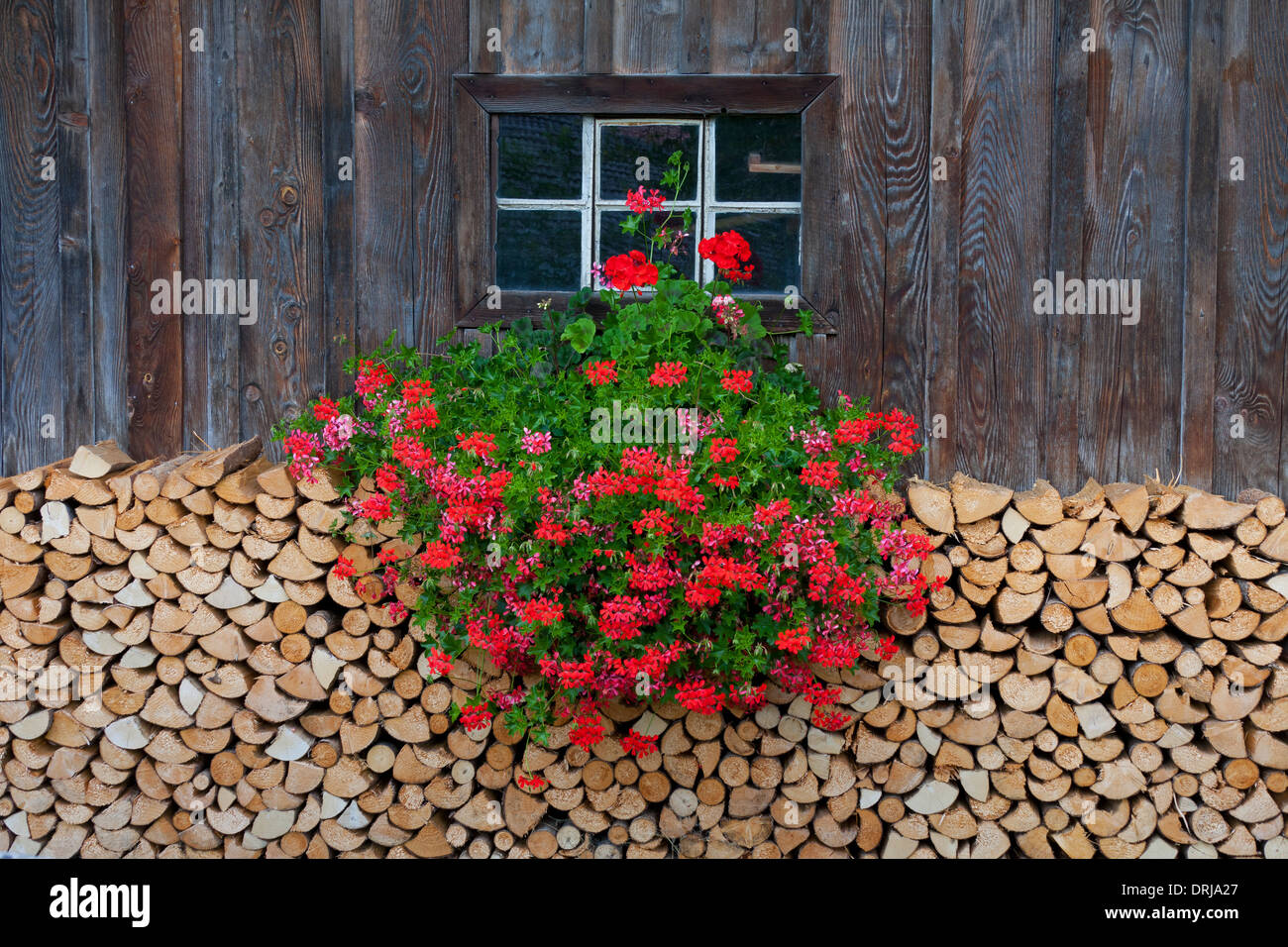 Stack of split firewood used as wood fuel piled in front of wooden