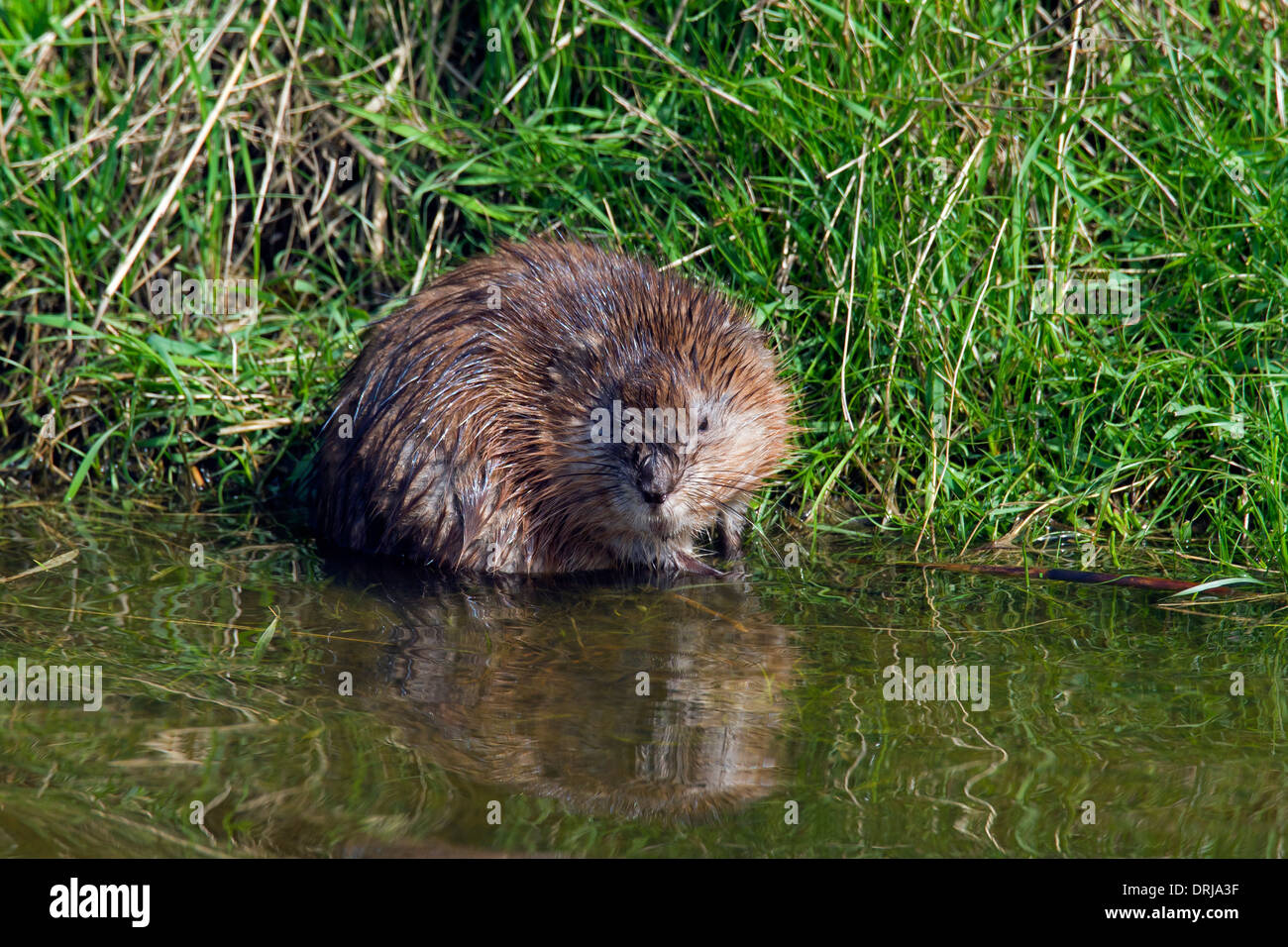 Muskrat (Ondatra zibethicus) exotic introduced species native to North America foraging along riverbank Stock Photo