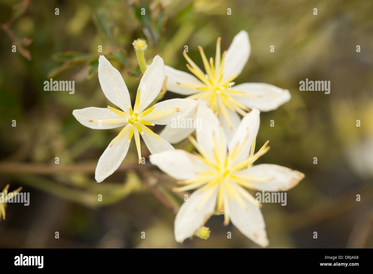 Clematis moonbeam flowers Stock Photo Alamy