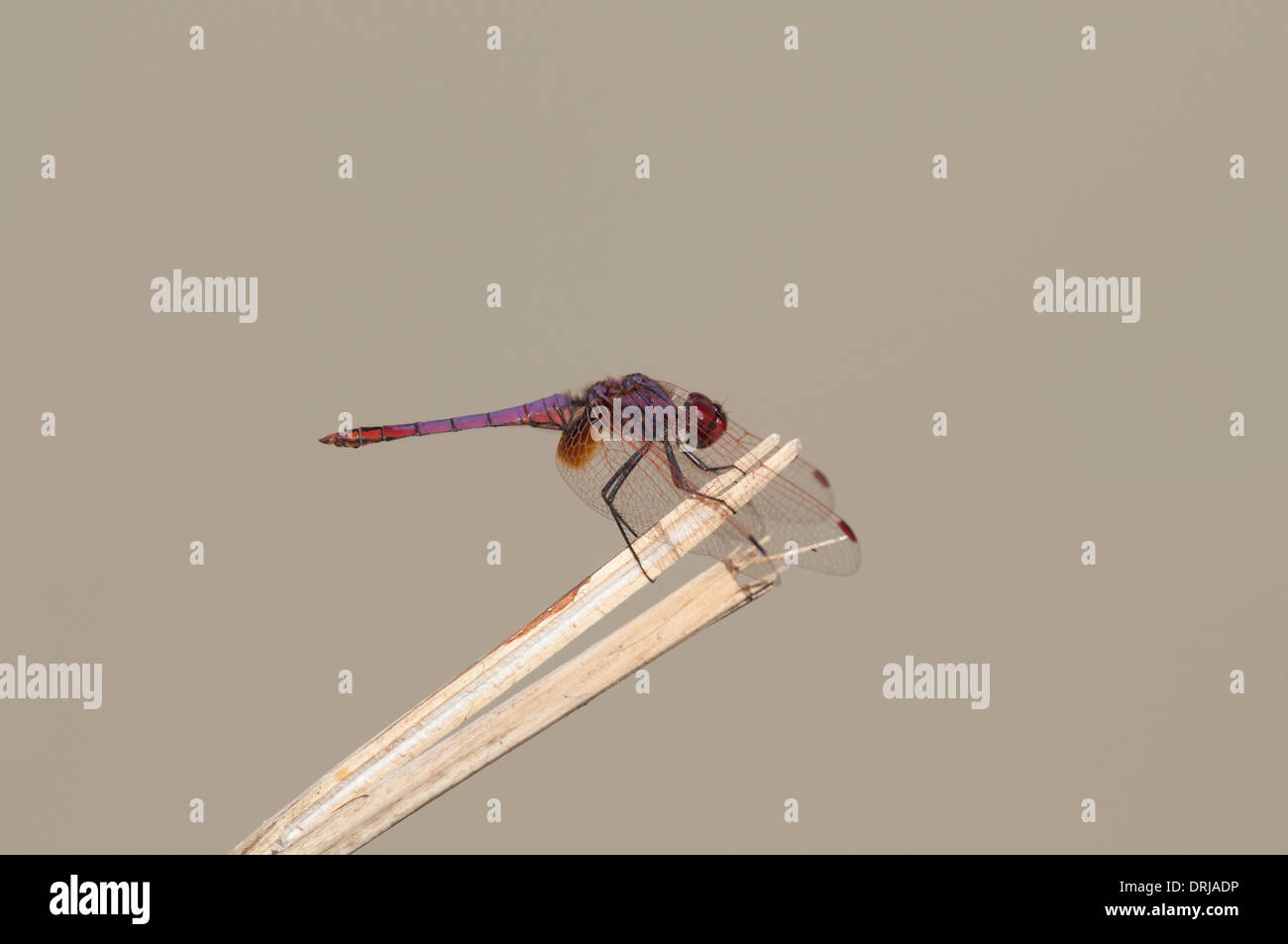 Violet dropwing (Trithemis annulata). A widespread dragonfly, found throughout Africa and in parts of Asia and Southern Europe. Stock Photo