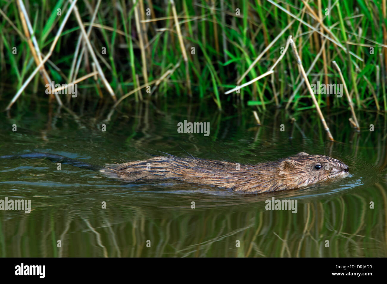 Muskrat (Ondatra zibethicus) exotic introduced species native to North America swimming in wetland Stock Photo