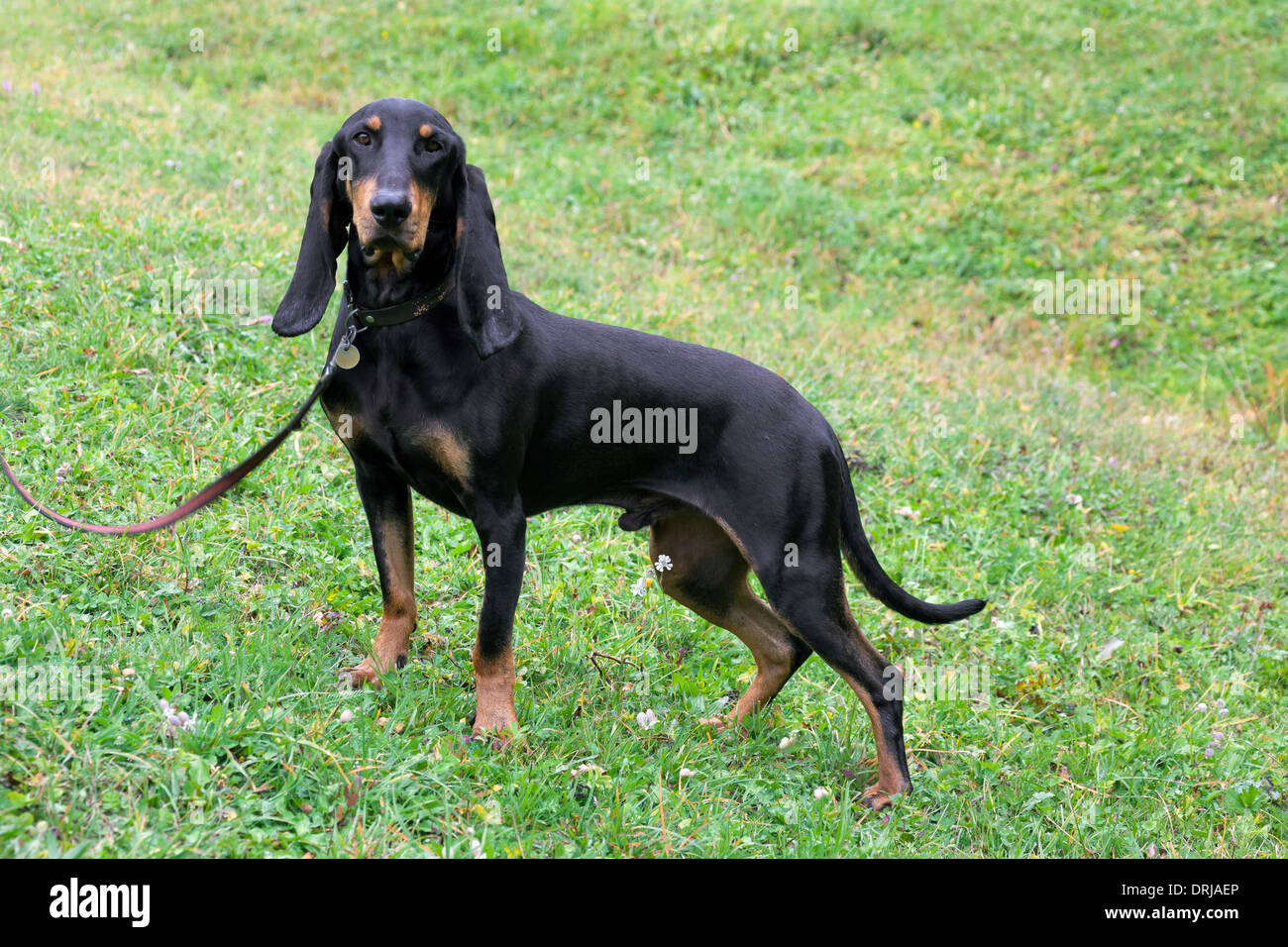 Bruno Jura hound, hunting dog in the Jura Mountains on the Swiss-French  border Stock Photo - Alamy