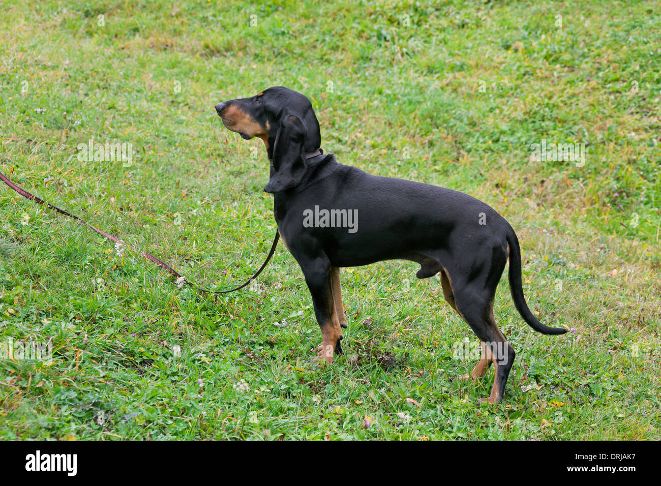 Bruno Jura Hound Hunting Dog In The Jura Mountains On The Stock Photo Alamy