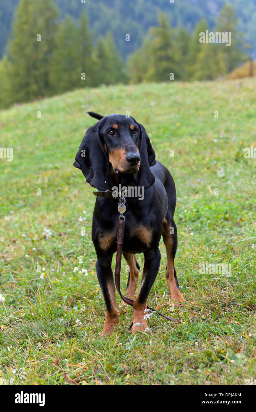 Bruno Jura Hound Hunting Dog In The Jura Mountains On The Stock Photo Alamy