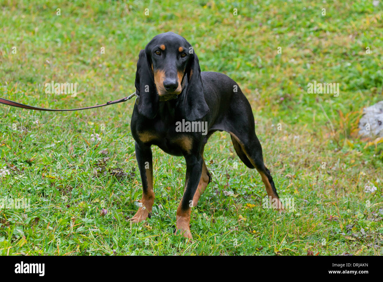 French Hunting Dog High Resolution Stock Photography And Images Alamy