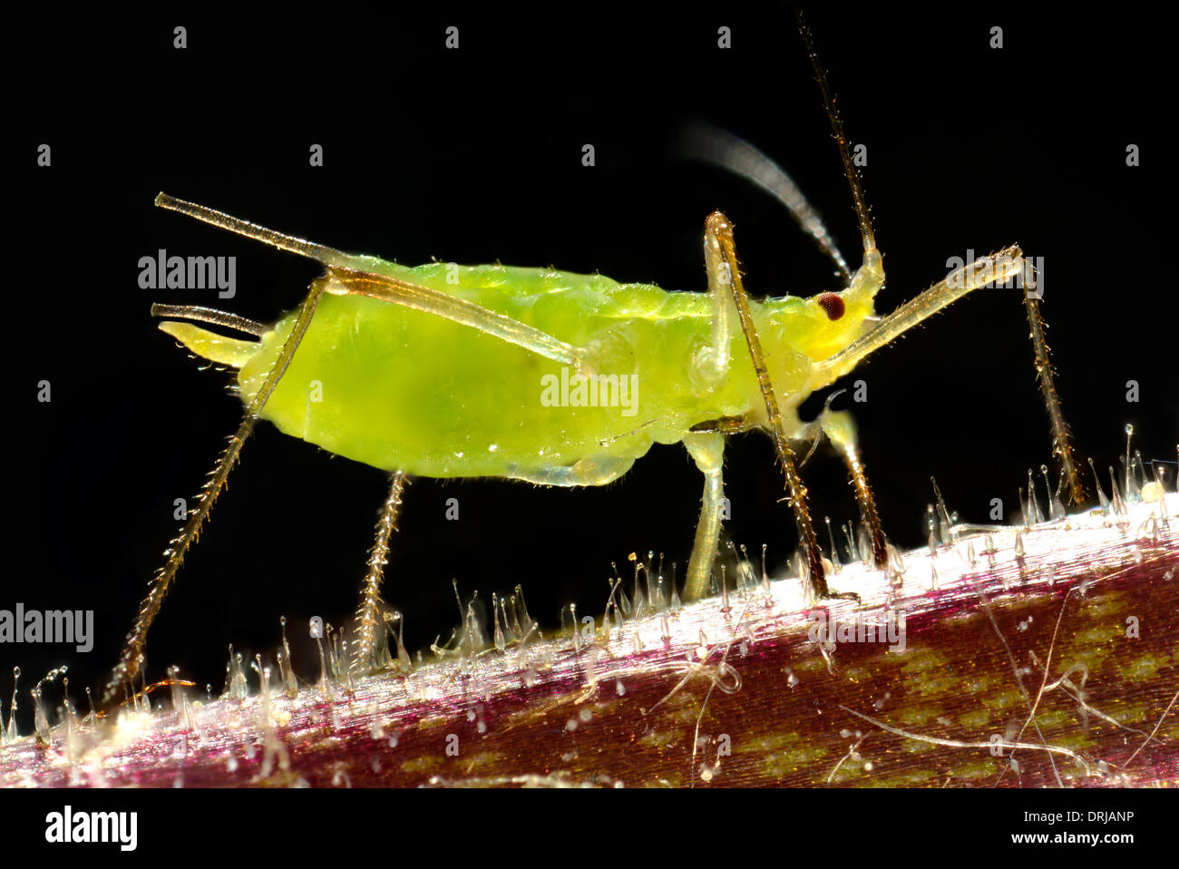 adult pea louse (Acyrthosiphon pisum), tube aphid (Aphidoidea), extreme macroadmission, adulte Erbsenlaus (Acyrthosiphon pisum), Stock Photo