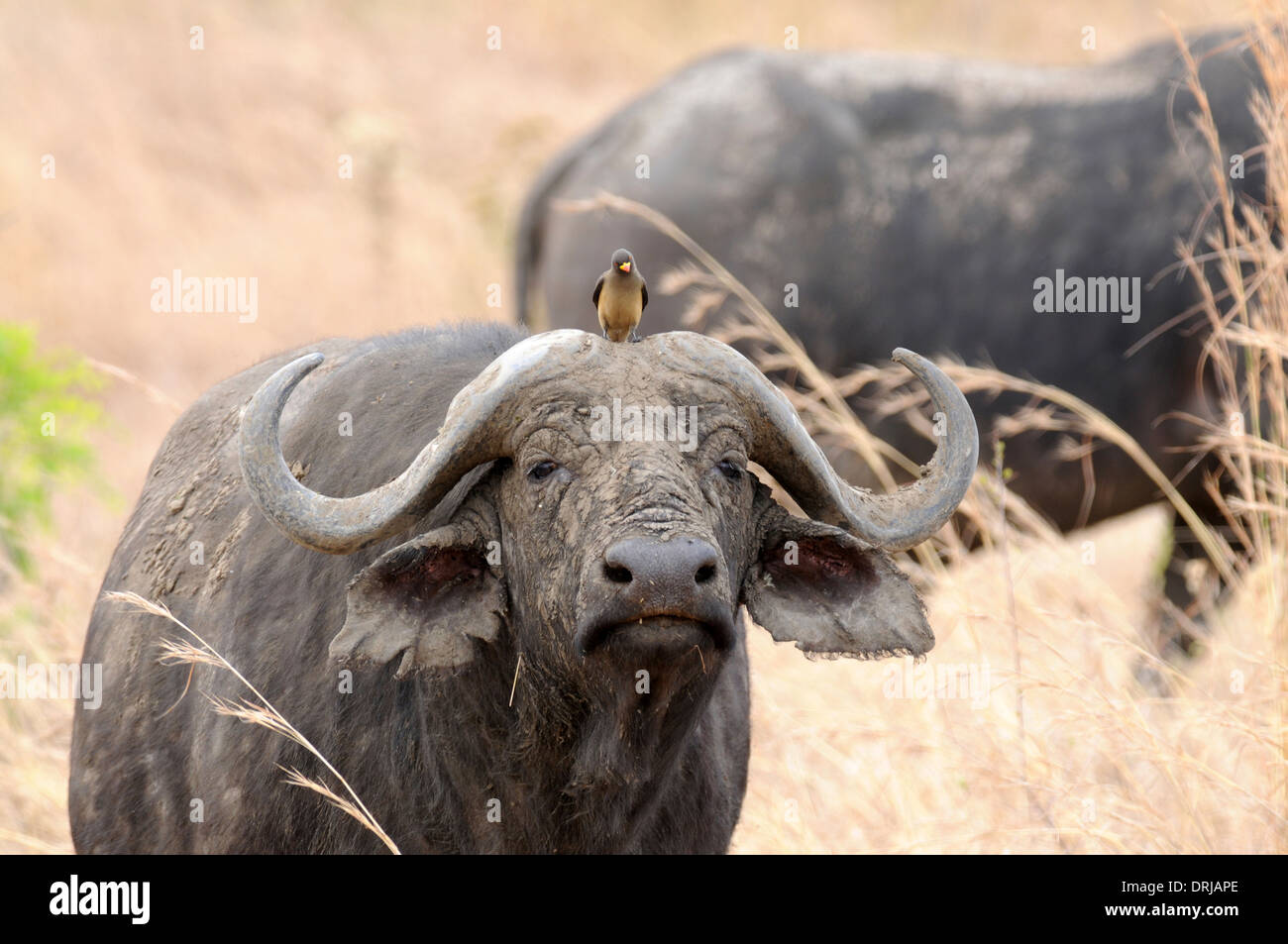 Cape buffalo (Syncerus caffer) yellow-billed oxpecker (Buphagus africanus) perched on it's head. Stock Photo