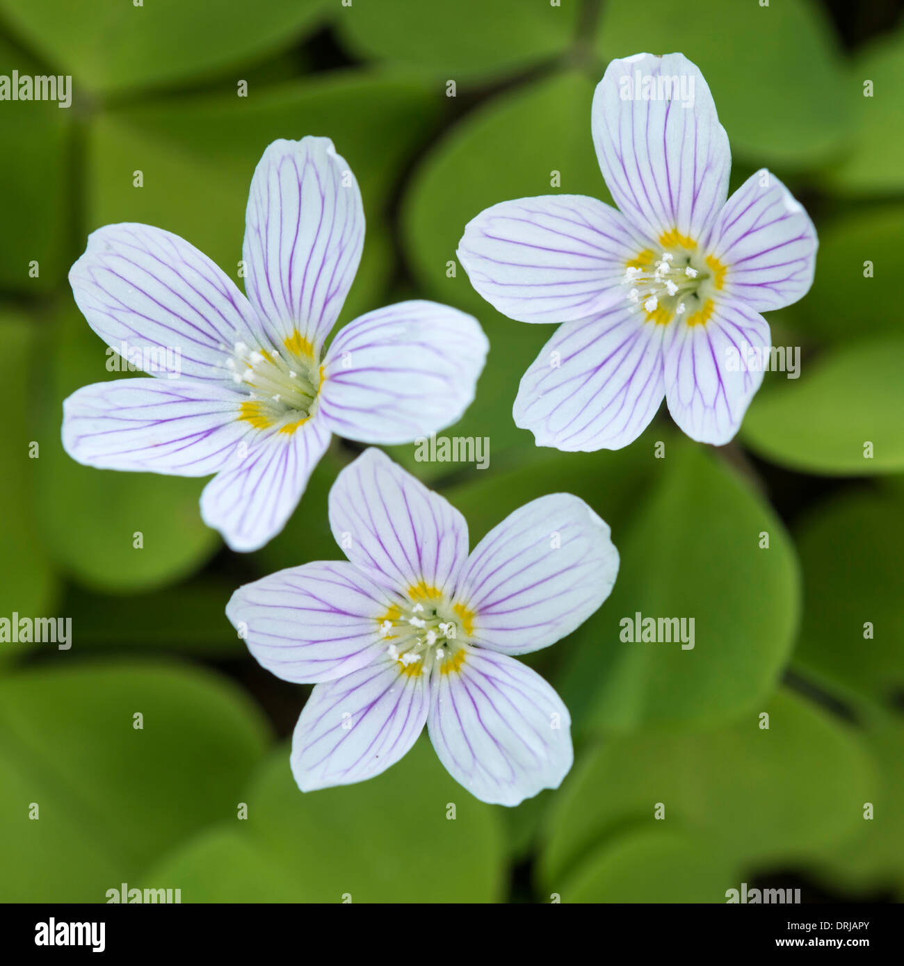 Oxalis acetosella, wood sorrel or common wood sorrel, is a plant from the genus Oxalis, common in most Europe and parts of Asia Stock Photo