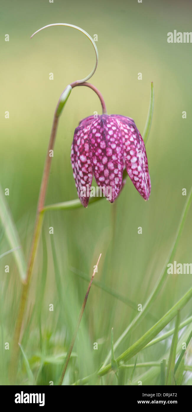 Fritillaria meleagris, Liliaceae, snake's head fritillary, snake's head, chess flower, frog-cup, guinea-hen flower, leper lily Stock Photo