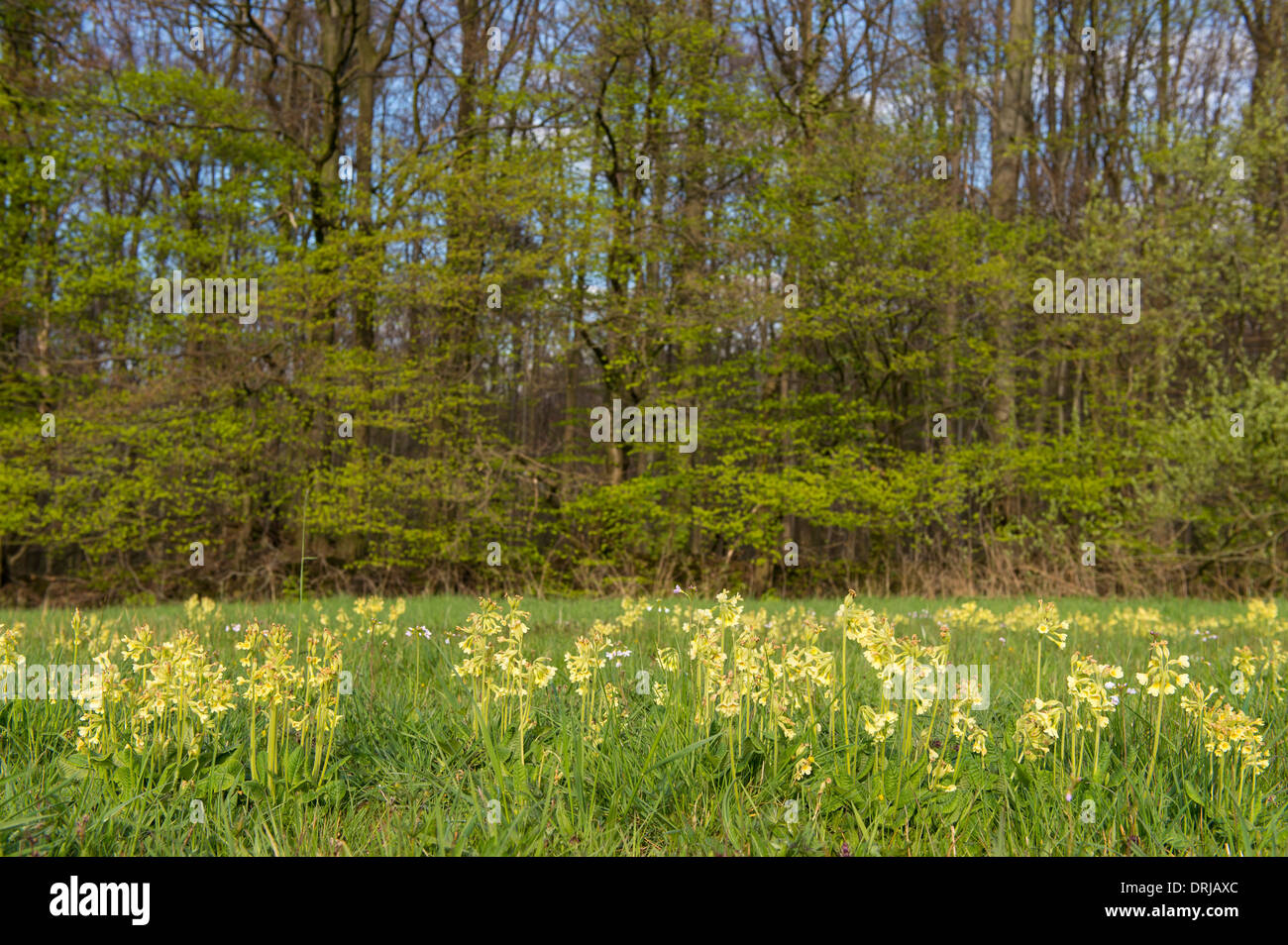 Blume, Echte Schlüsselblume, Fruehblueher, Fruehling, Primel, Primula veris Stock Photo