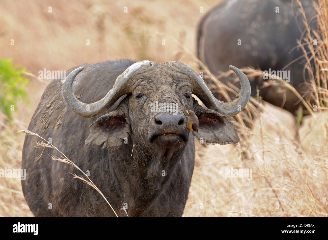 Cape buffalo (Syncerus caffer) with yellow-billed oxpecker (Buphagus africanus) searching for food on it's head. Stock Photo