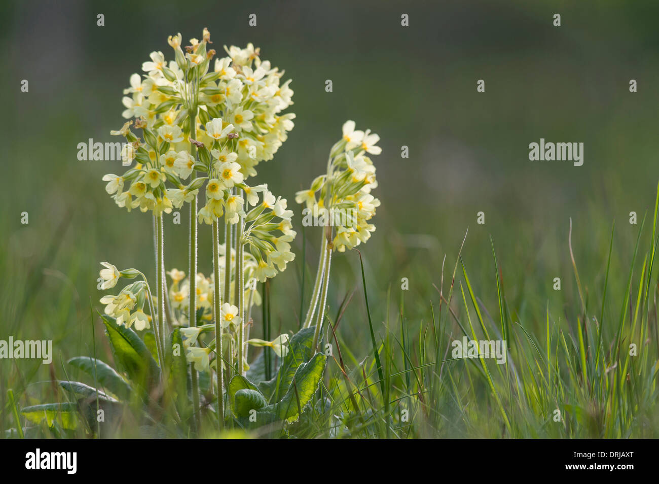 Blume, Echte Schlüsselblume, Fruehblueher, Fruehling, Primel, Primula veris Stock Photo