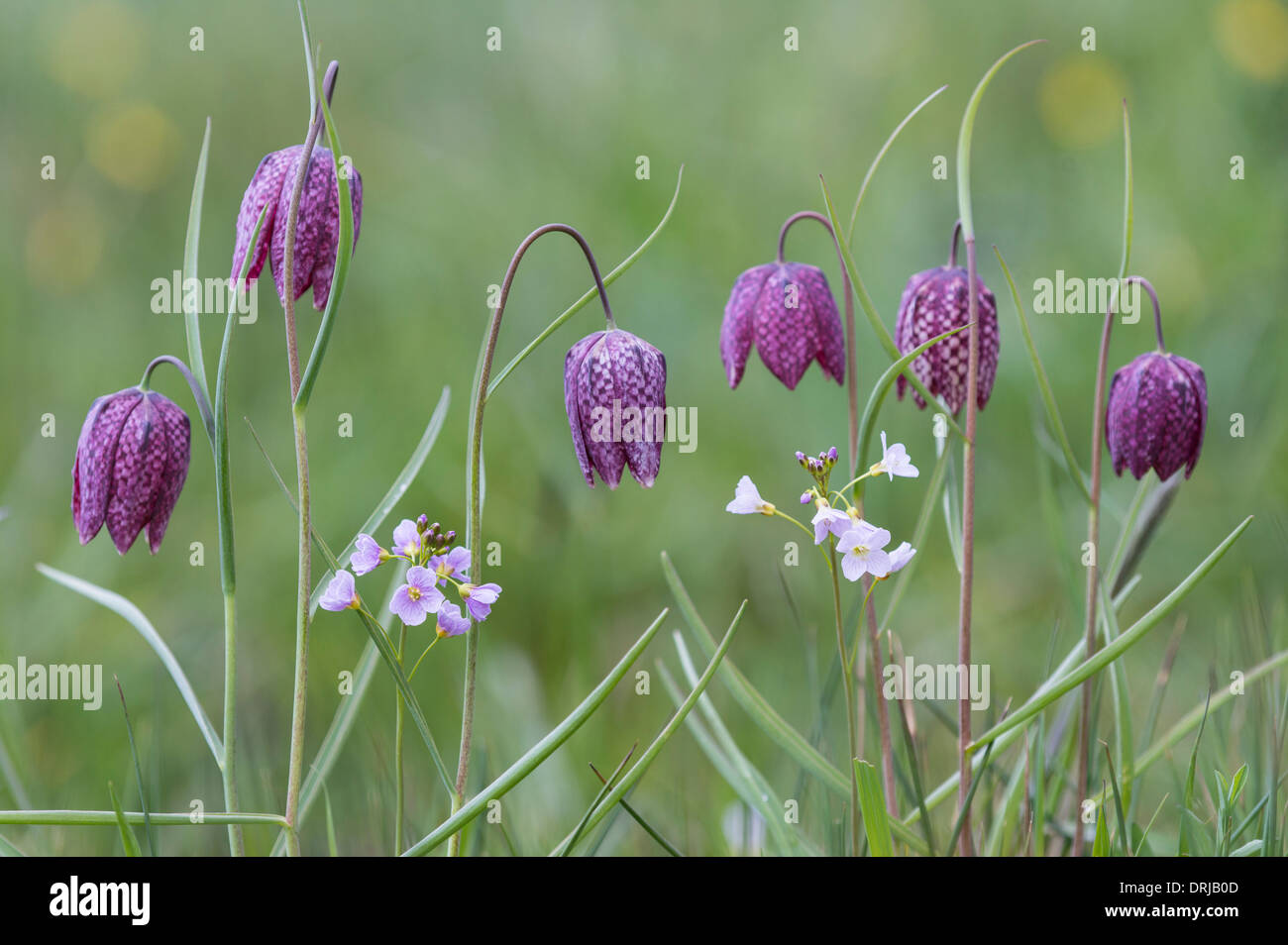 Fritillaria meleagris, Liliaceae, snake's head fritillary, snake's head, chess flower, frog-cup, guinea-hen flower, leper lily Stock Photo